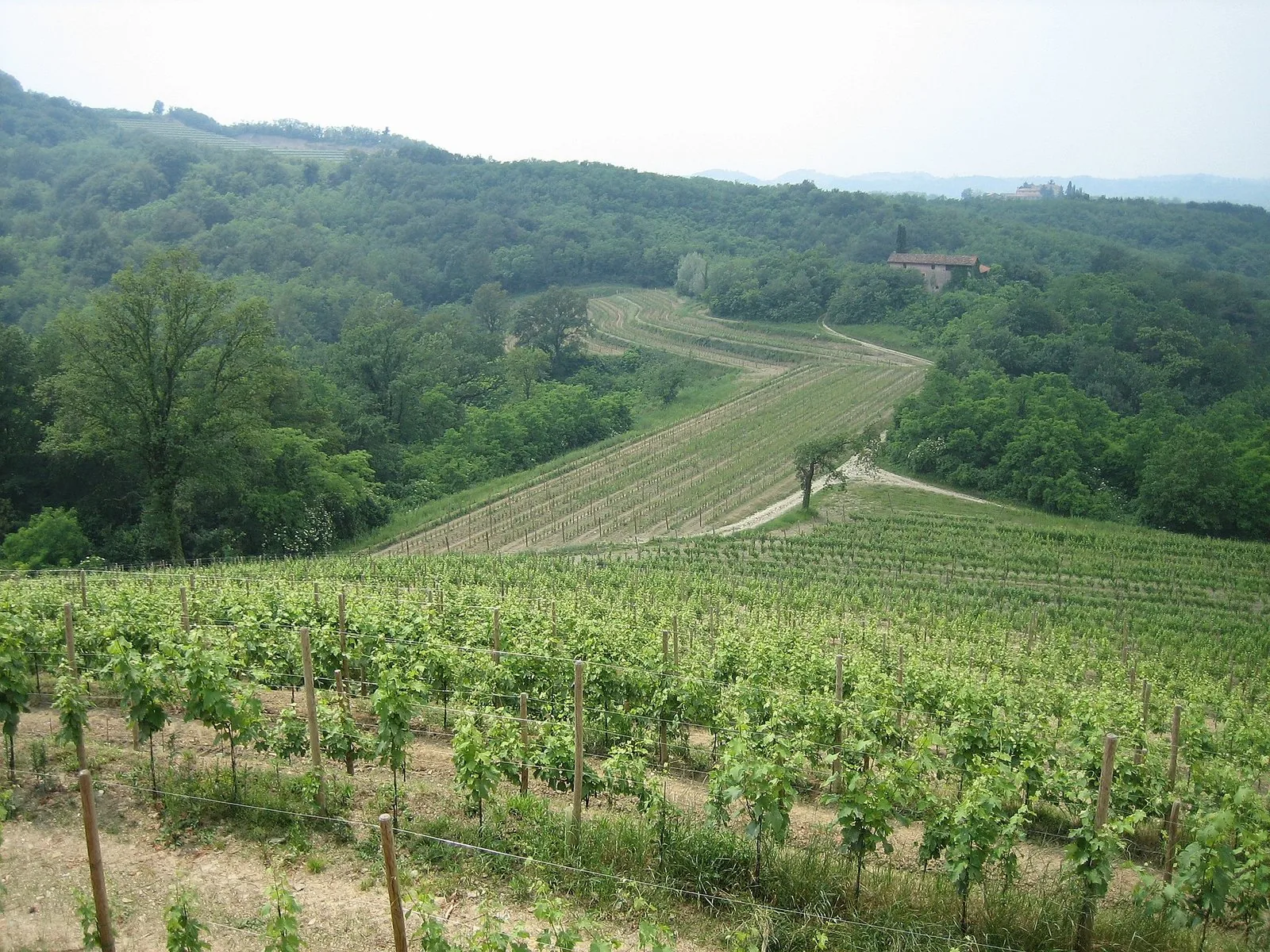 Vigneti collinari friulani a Rocca Bernarda